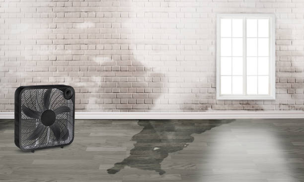 Best Basement water damage restoration  in Jefferson, WI